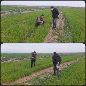 بررسی وضعیت مزارع تولید بذر گندم با حضور معاون اجرایی شرکت کرانه نیلگون افق جناب آقای مهندس طباطبایی در محل مزارع شهرستان پلدشت استان آذربایجان غربی