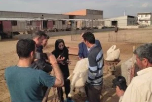 بازدید کارشناس گروه علوم دامی مرکز اصلاح نژاد کشور و مدیر امور دام سازمان جهاد کشاورزی آذربایجانغربی به همراه مدیر جهادکشاورزی شهرستان پلدشت از دامداری نمونه گوسفند داشتی شرکت کرانه نیلگون افق