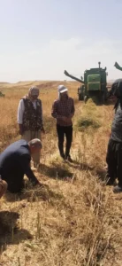 برداشت کلزا در مزرعه قصرشیرین