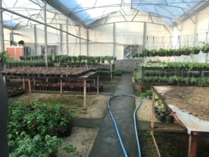 جتمع گلخانه‌ای و فعالیت های سرخوشه موفق و برتر استان فارس 