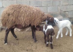 طرح-انتقال-ژن-چند-قلوزایی-fecb-به-گوسفند-ماکویی