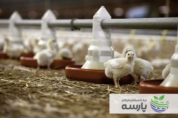 کسب و کار روستایی