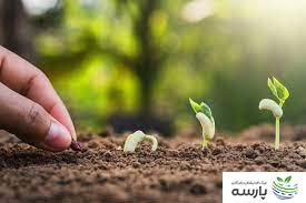 بذر