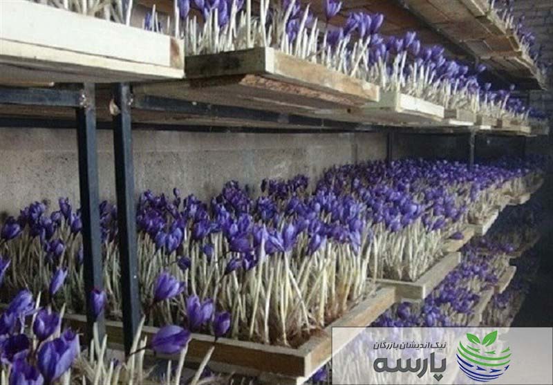 تولید زعفران