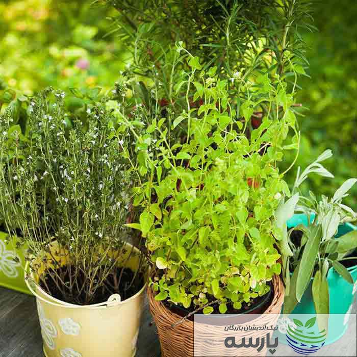 پرورش_گیاهان_دارویی