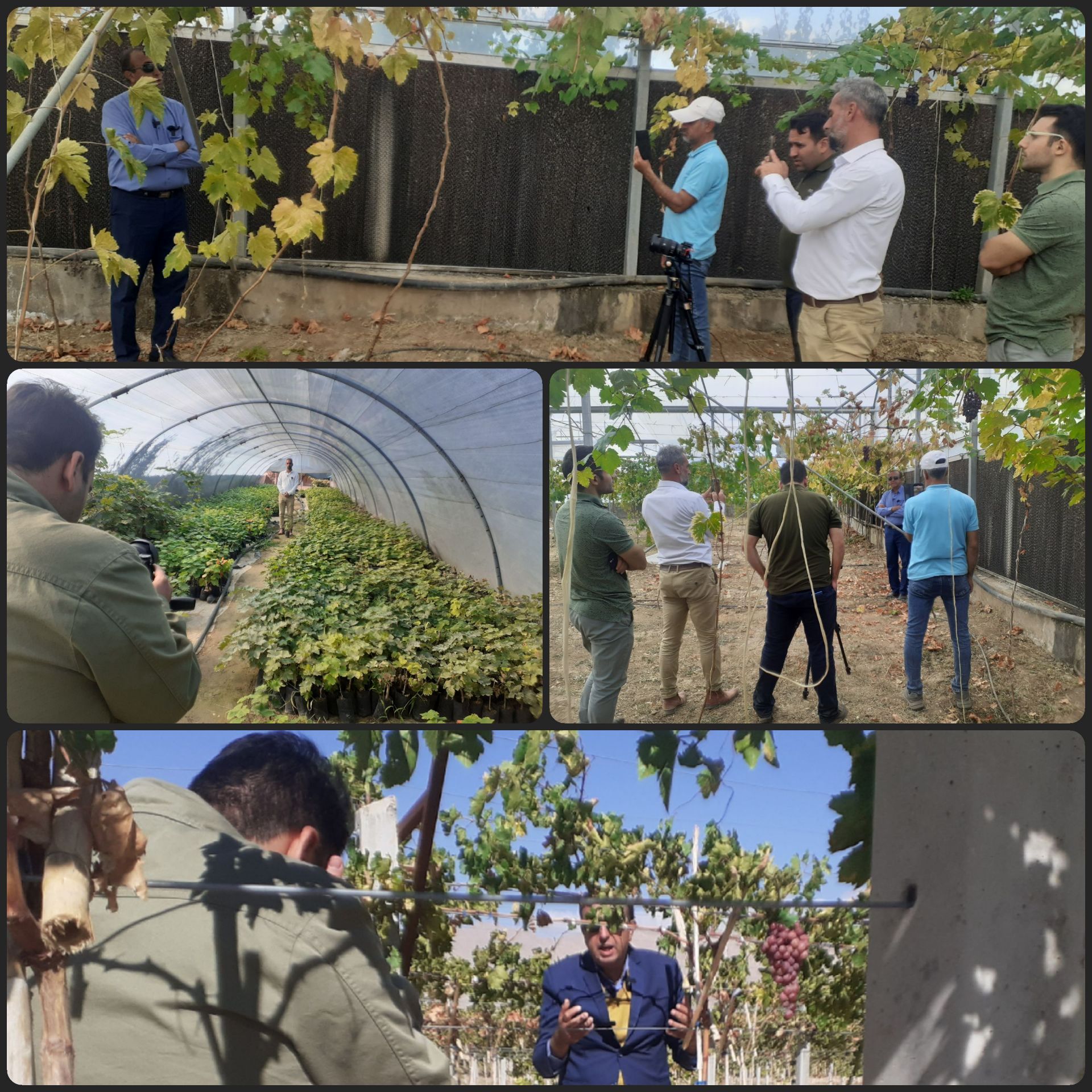 آموزش راه اندازی و نگهداری تاکستان