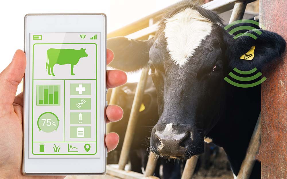 هوش مصنوعی در دامپروری