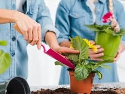 کسب-و-کارهای-کوچک-خانگی-پرورش-گل-و-گیاه
